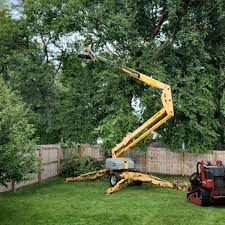 How Our Tree Care Process Works  in  Bonner Springs, KS